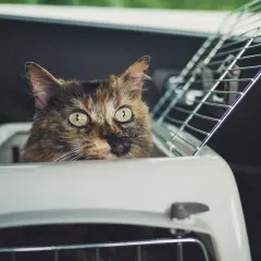 A tortoiseshell cat peeks out of a carrier, ready for a car ride. Tips on how to travel with a cat.
