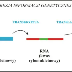 Co to jest gen w biologii? Prosta definicja, funkcje i rola w dziedziczeniu