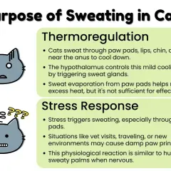 Cats sweat through paw pads, lips, chin, and skin near the anus for thermoregulation and stress response. This explains why cats might leave damp paw prints when nervous.