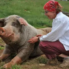 Une femme caresse un cochon dans son habitat naturel. Le cochon semble heureux et détendu, profitant de l'interaction.