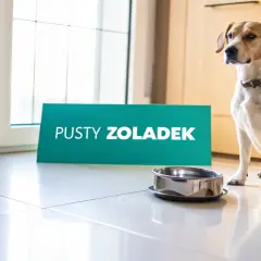 Pies siedzi obok pustej miski, a tabliczka "Pusty żołądek" sugeruje, że może wymiotować żółcią.