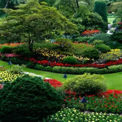 Arbustos que dan sombra: elige los mejores para tu jardín