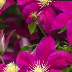 Dlaczego powojnik nie kwitnie? Oto najczęstsze przyczyny i rozwiązania