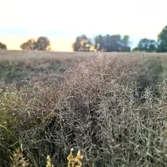 Pole rzepaku w Szamotułach, gotowe do zbioru. Cena rzepaku zależy od wielu czynników.