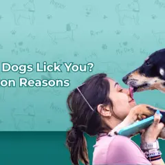 A dog licks a woman's face, exploring reasons for excessive licking in dogs.