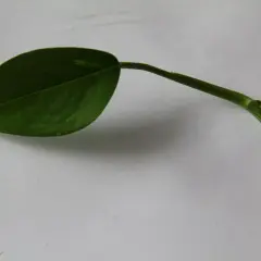 En grön stickling gullranka med ett blad ligger på ett vitt underlag.