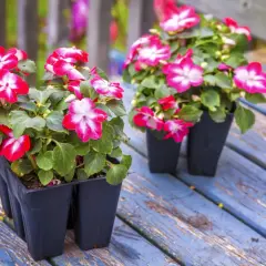 Deux pots d'impatiens de Guinée aux fleurs rose vif et blanches, prêts pour une exposition ensoleillée sur une table en bois bleu délavé.