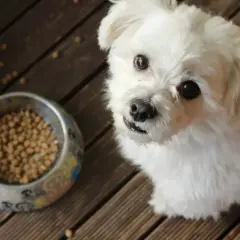 Najlepsza karma dla psa z alergią skórną, która poprawi zdrowie pupila