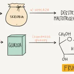 Schemat produkcji syropu glukozowo fruktozowego: kukurydza -> skrobia -> glukoza -> fruktoza.