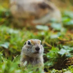 Małe zwierzę wychyla się z trawy, ciesząc się pierwszymi promieniami słońca. To znak, że zwierzęta budzące się na wiosnę zaczynają nowy cykl życia.
