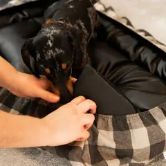 Manos ajustando una cama para perros con estampado de cuadros. Un perro salchicha se asoma curiosamente.
