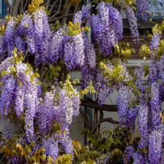 Kaskady fioletowych kwiatów wisterii zwisają na tle ceglanego muru. Warto wiedzieć, czy wisteria jest trująca, zanim pozwoli się jej rozrosnąć.
