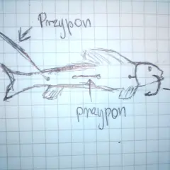 Szkic zbrojenia martwej rybki na sandacza. Systemik z dwoma haczykami, oznaczony jako "przypon" i "hak", gotowy do połowu.