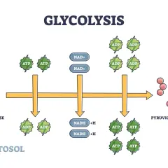 Schema della glicolisi, processo chiave nel metabolismo dei carboidrati, che trasforma il glucosio in acidi piruvici con produzione di ATP e NADH.