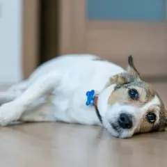 Pies leży na podłodze, wygląda na chorego. Może to skręt żołądka u psa, wymaga pilnej pomocy weterynaryjnej.