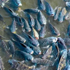 Pochodzenie ryby tilapia: naturalne środowisko i miejsca hodowli