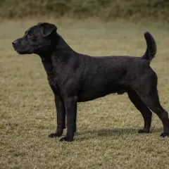Ein schwarzer Patterdale Terrier steht auf einer grünen Wiese und blickt aufmerksam nach links.