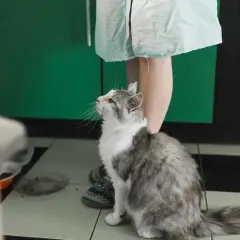 Gato gris y blanco mira hacia arriba, esperando algo. Quizás un poco de feromonas para gatos para calmarse.