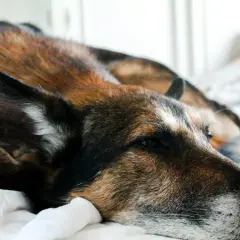 Zmęczony pies leży na białej pościeli. Zastanawiasz się, dlaczego pies piszczy? Może potrzebuje uwagi lub czuje się samotny.