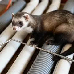 Un furet curieux, peut-être coincé dans une canalisation, observe un outil de déblocage.