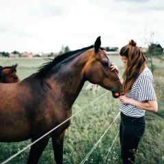 Najpiękniejsze cytaty o koniach i jeździectwie - inspiracja dla Ciebie
