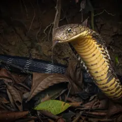 Una cobra real negra, con su cabeza dorada y escamas oscuras, emerge entre hojas secas.