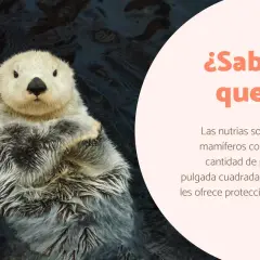 Nutria flotando, un ejemplo de curiosidades de los mamíferos. Su denso pelaje la protege en el agua.