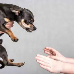 Mały piesek z wywieszonymi zębami grozi ugryzieniem. Dwie ręce wyciągnięte w jego stronę.