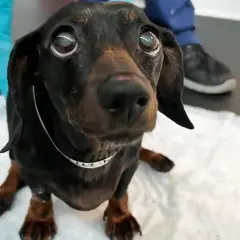 Teckel con ojos grandes y tristes, sentado sobre una superficie blanca. Sus teckel patas traseras se ven un poco débiles.