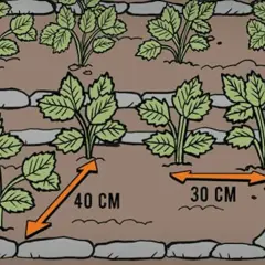 Sadzenie truskawek: odstępy 40 cm między rzędami i 30 cm w rzędzie zapewnią im miejsce do wzrostu.
