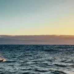 Dwa delfiny pluskają się w oceanie przy pięknej, lipcowej pogodzie na Maderze.