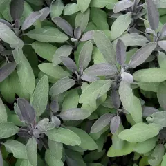 Nahaufnahme von Salbeiblättern in verschiedenen Grüntönen. Die jungen Triebe sind violett. Perfekt, um Salbei zu vermehren.