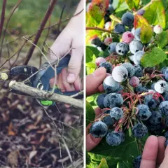 Przycinanie krzewów borówki amerykańskiej, czego nie lubi borówka amerykańska, to nieodpowiednie pędy. Obok dojrzałe owoce.