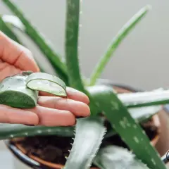 Hand hält Aloe Vera Blattstücke, die das klare Gel zeigen. Natürliche aloe vera anwendung für Hautpflege.