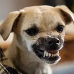 A small tan dog with a plaid blanket peeking into the frame bares its teeth in a way that makes you wonder, do dogs smile?