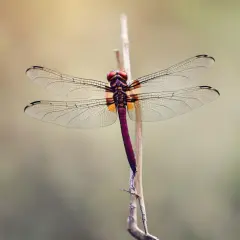 Libélula de alas transparentes y cuerpo morado posada en una rama. El significado de ver una libélula es un buen augurio.