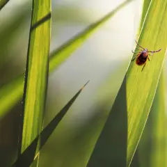 Naturalne sposoby na kleszcze: Ochrona siebie i ogrodu