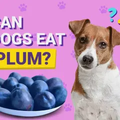 A dog looks curiously at a bowl of plums, with text asking "Can dogs eat plum?".