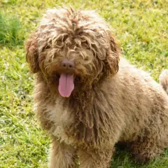Un perro de agua español con pelaje rizado y marrón, con la lengua fuera, descansa sobre hierba verde.