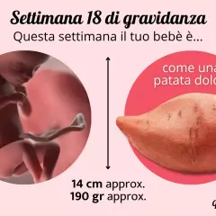 A 18 settimane di gravidanza, il tuo bebè è grande come una patata dolce, lungo circa 14 cm e pesa 190 grammi.