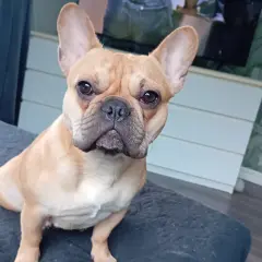 En söt fransk bulldogg sitter på en mörk kudde och tittar rakt in i kameran.