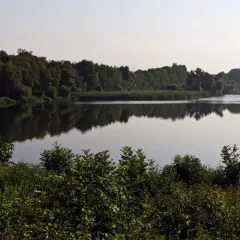 Spokojne, duże jezioro Dzierżno Duże otoczone gęstym lasem. Woda odbija drzewa, tworząc malowniczy krajobraz.