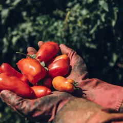 Hände in roten Handschuhen halten eine Ernte frischer, leuchtend roter San Marzano Tomaten vor einem grünen Hintergrund.