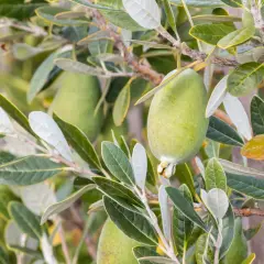 Goyavier du Brésil en pleine croissance, ses fruits verts et ses feuilles argentées promettent une belle récolte.