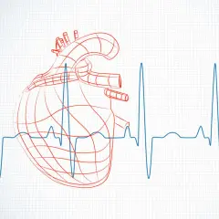 Szkic serca na tle EKG. Zastanawiasz się, hrv co to jest? To wskaźnik zmienności rytmu serca.