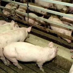 Stado różowych świń pochyla się nad korytem, jedząc paszę. Widać ich grzbiety i głowy, gdy zajadają się tym, co jedzą świnie.