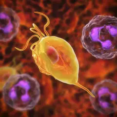 Rzęsistkowica: Giardia lamblia, pasożyt wywołujący rzęsistkowicę, otoczony przez białe krwinki.