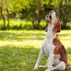 Un beagle sentado en el césped, aullando al cielo. Parece uno de esos perros que ladran mucho.
