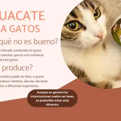 Un gato mira un aguacate. El texto advierte que los gatos no deben comer aguacate por su grasa y persina tóxica.