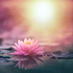 Flor de loto rosa flotando en agua serena, reflejando su belleza. El significado de la flor de loto rosa evoca pureza y renacimiento.